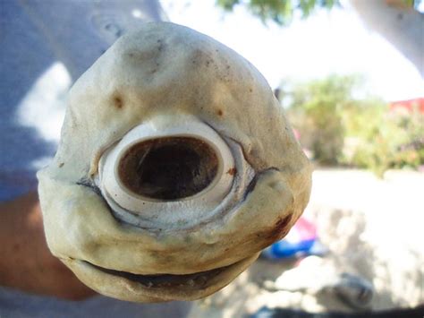 one eyed cyclops shark|MEXICO: A rare one.